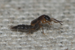 Philonthus variipennis