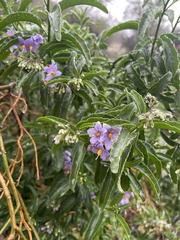 Solanum crispum
