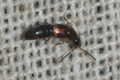 Philonthus variipennis