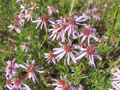 Felicia filifolia
