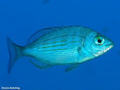 Spondyliosoma cantharus