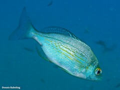 Spondyliosoma cantharus