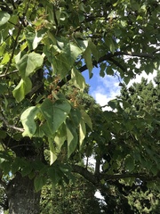 Paulownia tomentosa