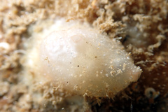 Pyuridae