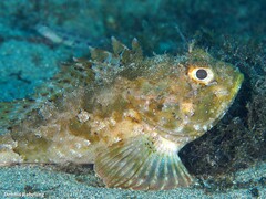 Scorpaena porcus