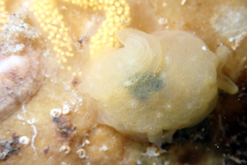 Berthella medietas Burn, 1962