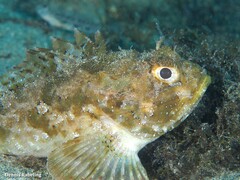 Scorpaena porcus