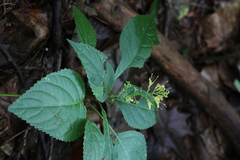 Collinsonia canadensis