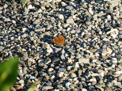 Junonia