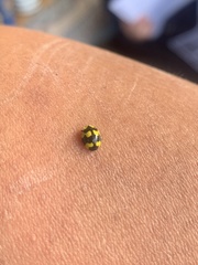 Illeis galbula