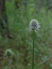 Eryngium serratum