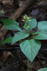 Collinsonia canadensis