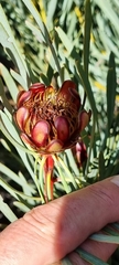 Protea acuminata