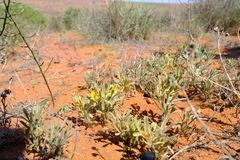 Calobota lotononoides