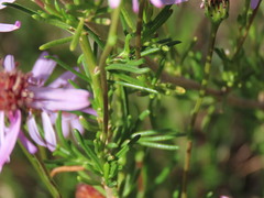 Felicia filifolia