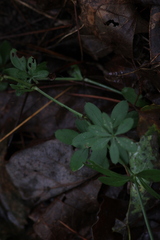 Galium triflorum