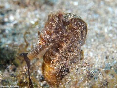 Hippocampus hippocampus