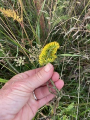 Solidago puberula