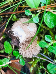 Lycoperdon echinatum