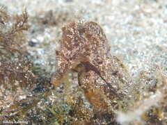 Hippocampus hippocampus