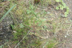 Senecio cymbalarifolius