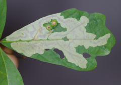 Cameraria obstrictella