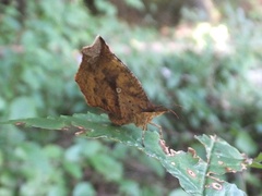 Pterodecta felderi