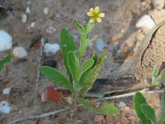 Osteospermum