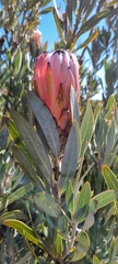 Protea laurifolia