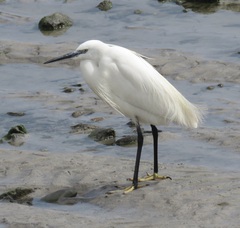Egretta garzetta garzetta