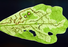 Cameraria obstrictella