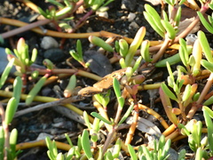 Junonia