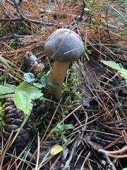 Chroogomphus rutilus