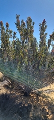 Protea laurifolia