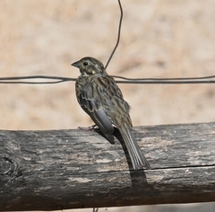 Emberiza cirlus