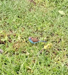 Uraeginthus bengalus