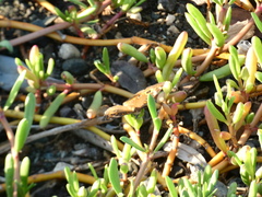 Junonia