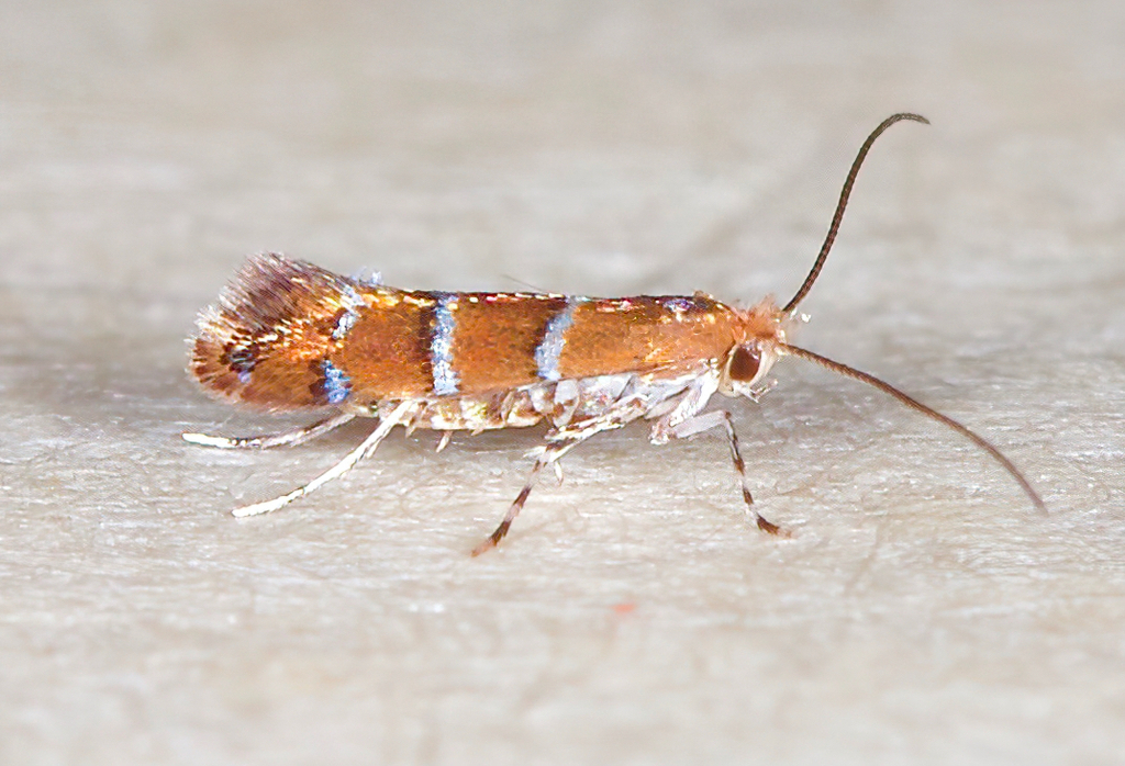 Cameraria obstrictella
