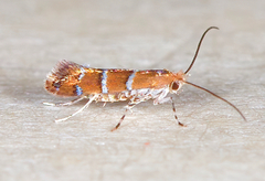 Cameraria obstrictella