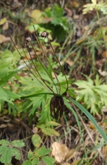 Anemonastrum crinitum