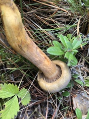 Chroogomphus rutilus