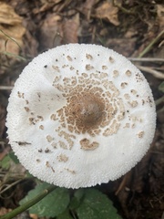 Agaricineae