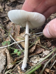 Agaricineae