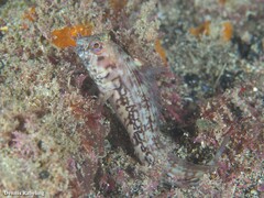 Parablennius goreensis