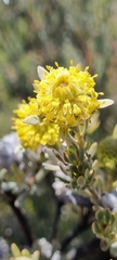 Leucadendron nitidum