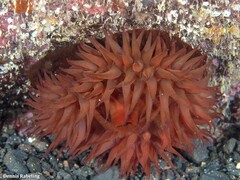 Actinia equina