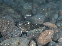 Parablennius parvicornis