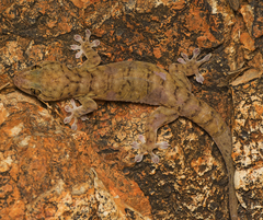 Gehyra robusta