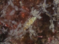 Okenia polycerelloides