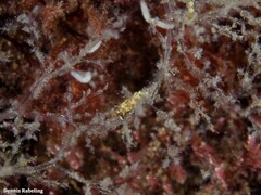 Okenia polycerelloides